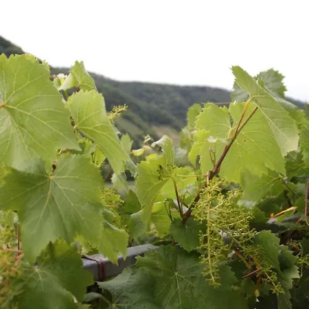 Weingut Sauer-kettermann Feriehus