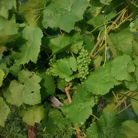 Feriehus Weingut Sauer-kettermann *