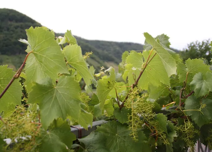 Weingut Sauer-kettermann Ferienhaus