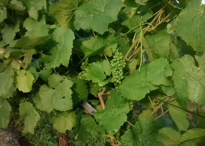 Ferienhaus Weingut Sauer-kettermann *